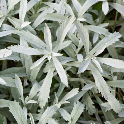 Prairie Sage plant