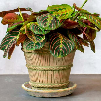Prayer Plant