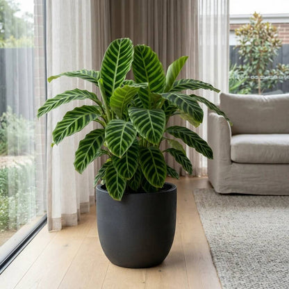 Prayer Plant