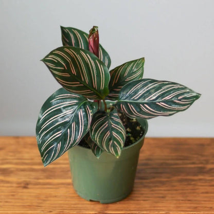 Prayer Plant