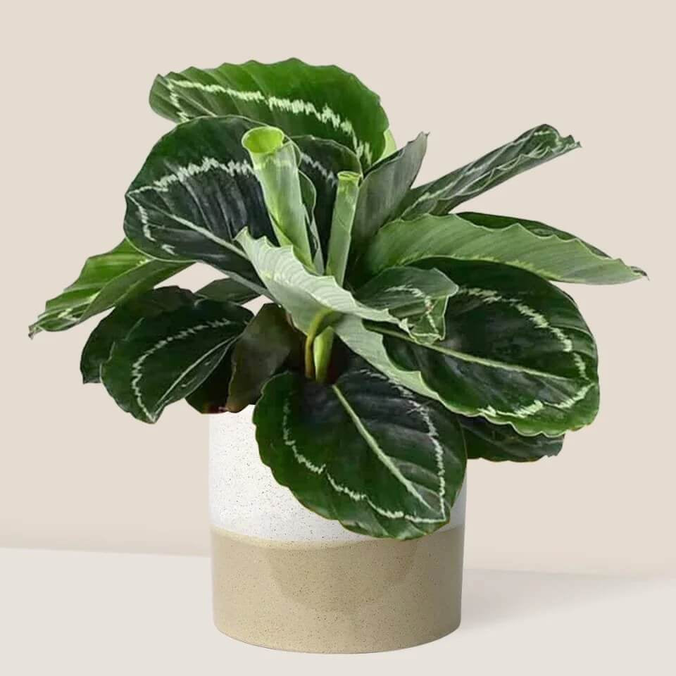 Prayer Plant