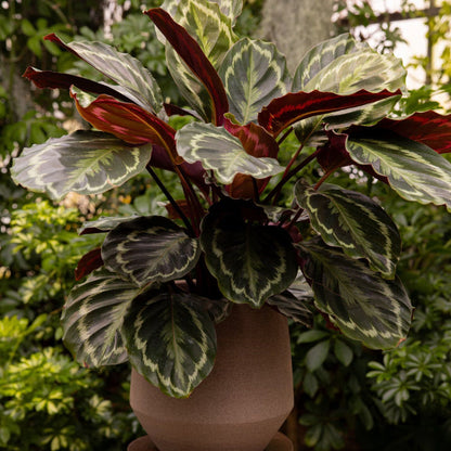 Prayer Plant