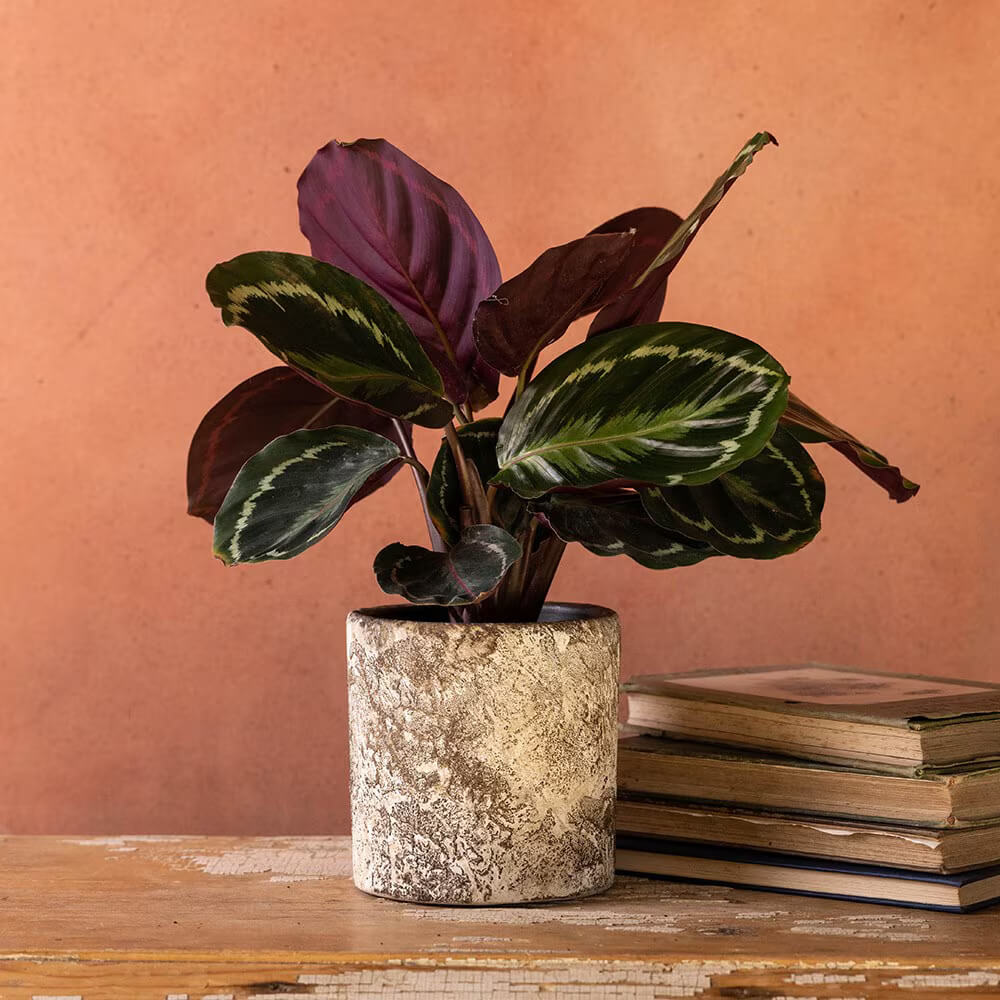 Prayer Plant