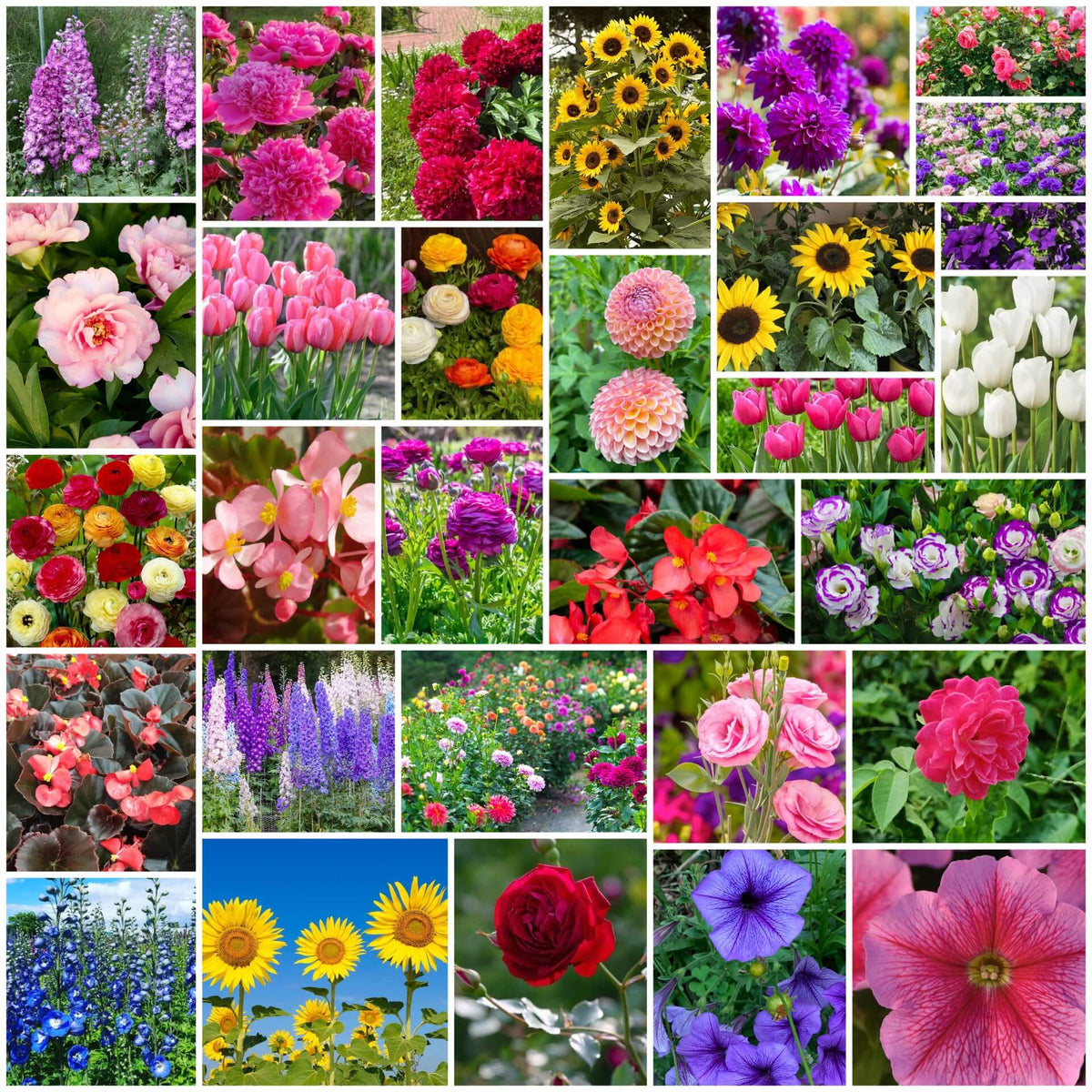 Flower Garden Collection plant