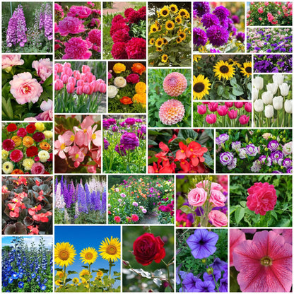 Flower Garden Collection plant