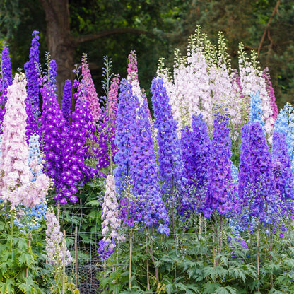 Flower Garden Collection plant