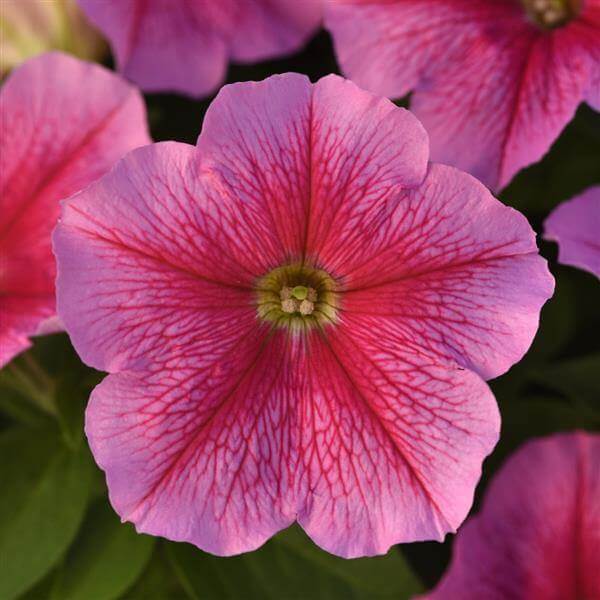 Flower Garden Collection plant