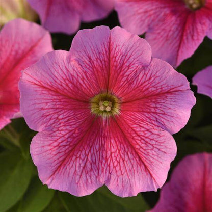 Flower Garden Collection plant