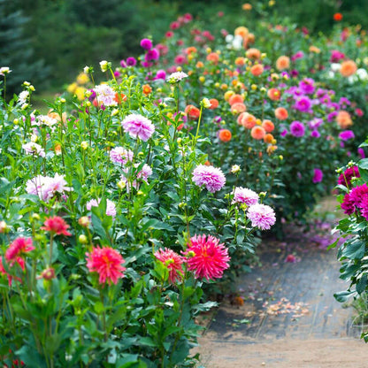 Flower Garden Collection plant