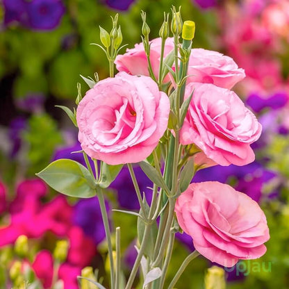 Flower Garden Collection plant