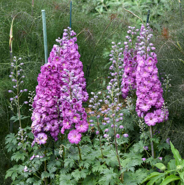 Flower Garden Collection plant