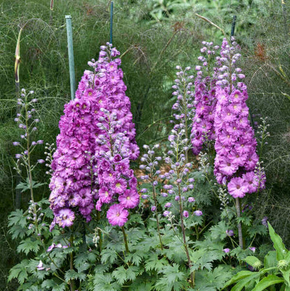 Flower Garden Collection plant
