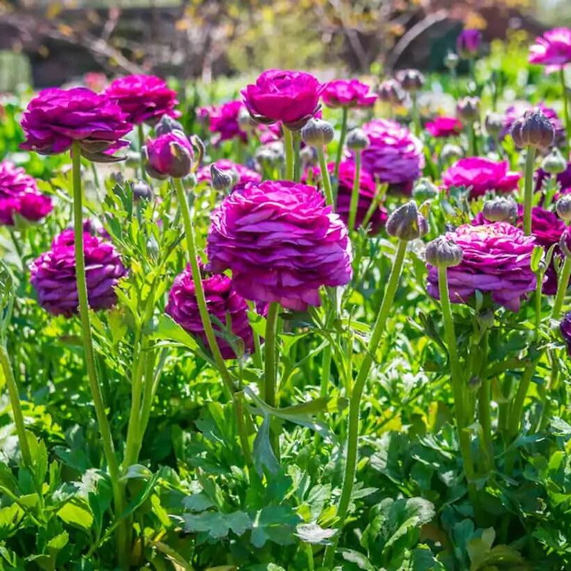 Flower Garden Collection plant