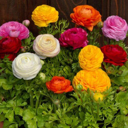Flower Garden Collection plant