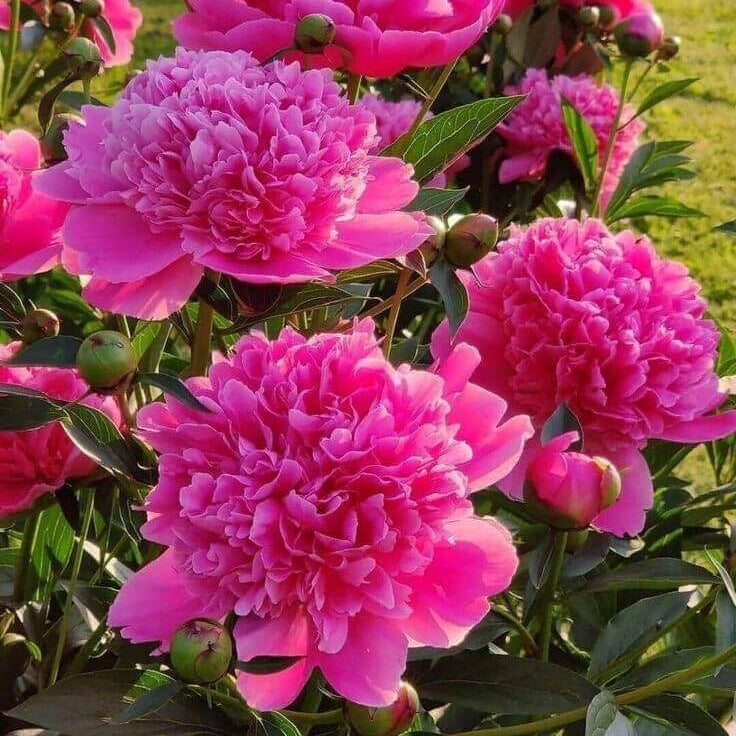 Flower Garden Collection plant