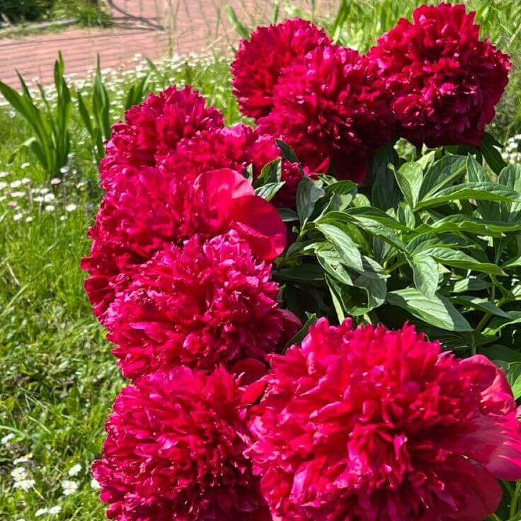Flower Garden Collection plant