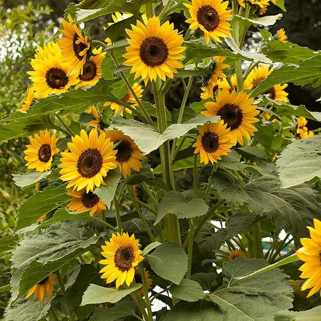 Flower Garden Collection plant