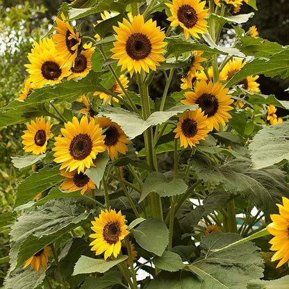 Flower Garden Collection plant