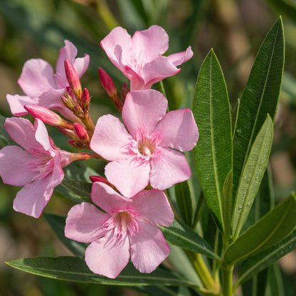 Nerium flower seeds
