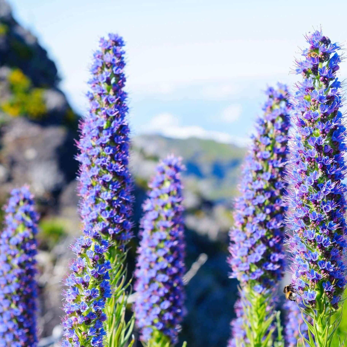 Pride of Madeira plant
