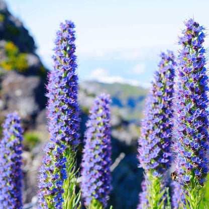 Pride of Madeira plant
