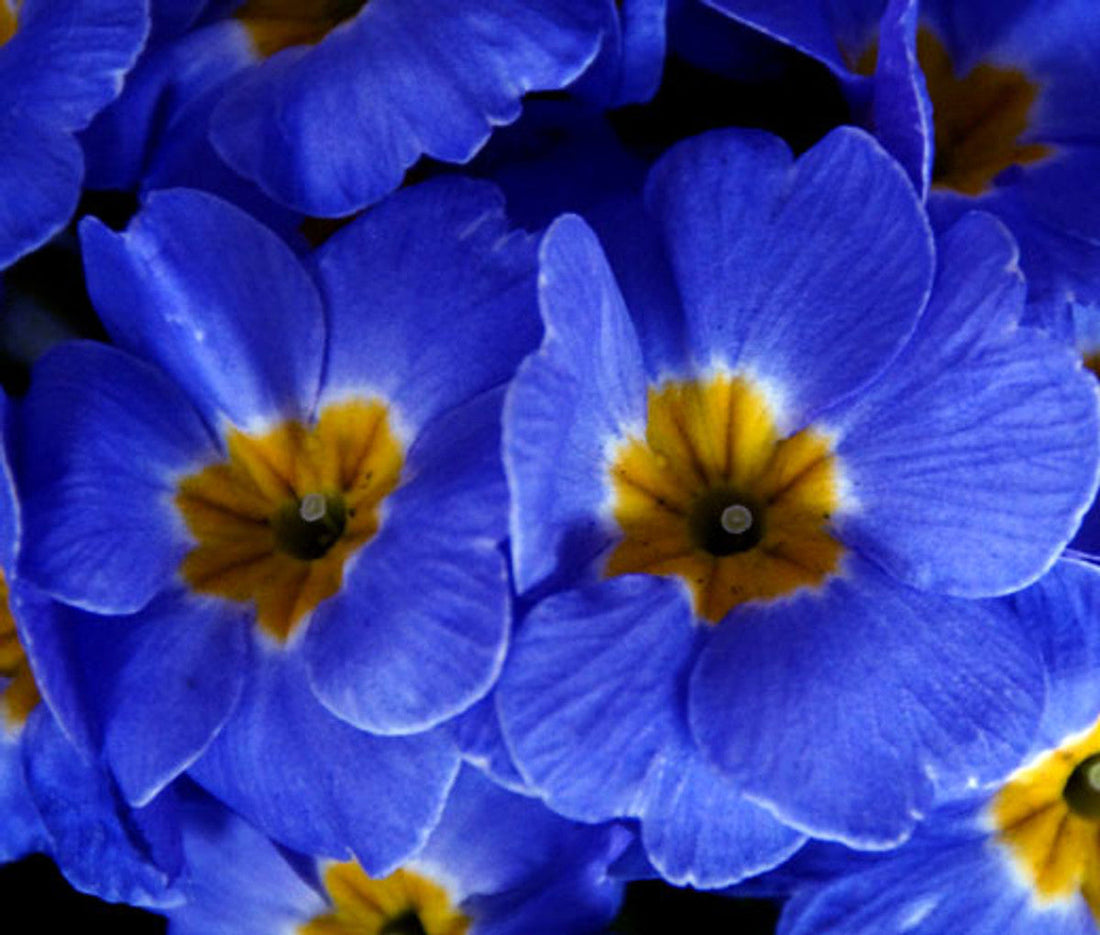 Blue Evening flower seeds