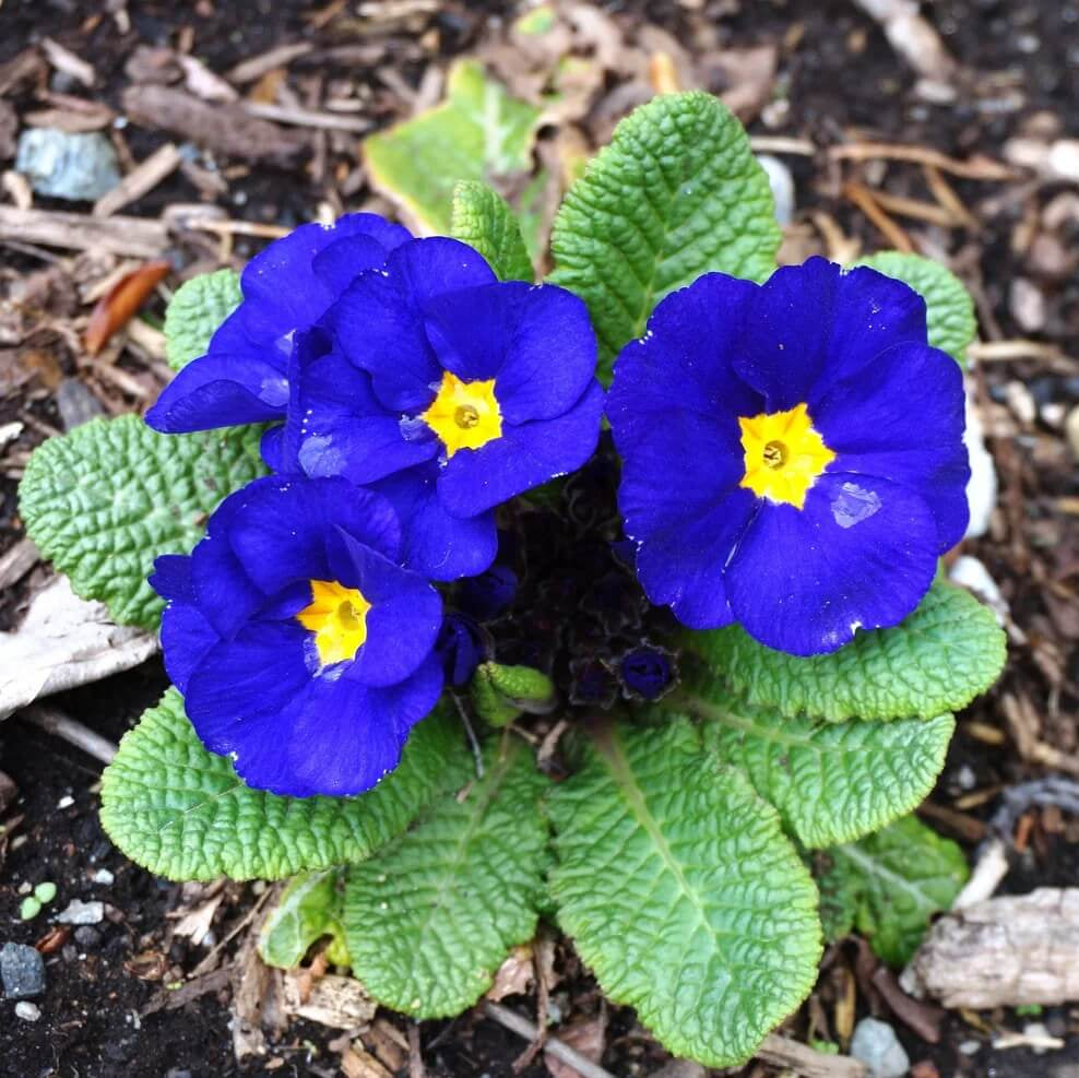 and Yellow Primrose plant