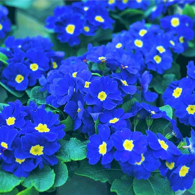 and Yellow Primrose plant
