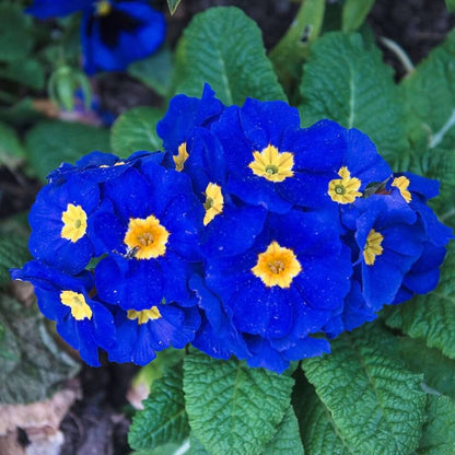 and Yellow Primrose plant