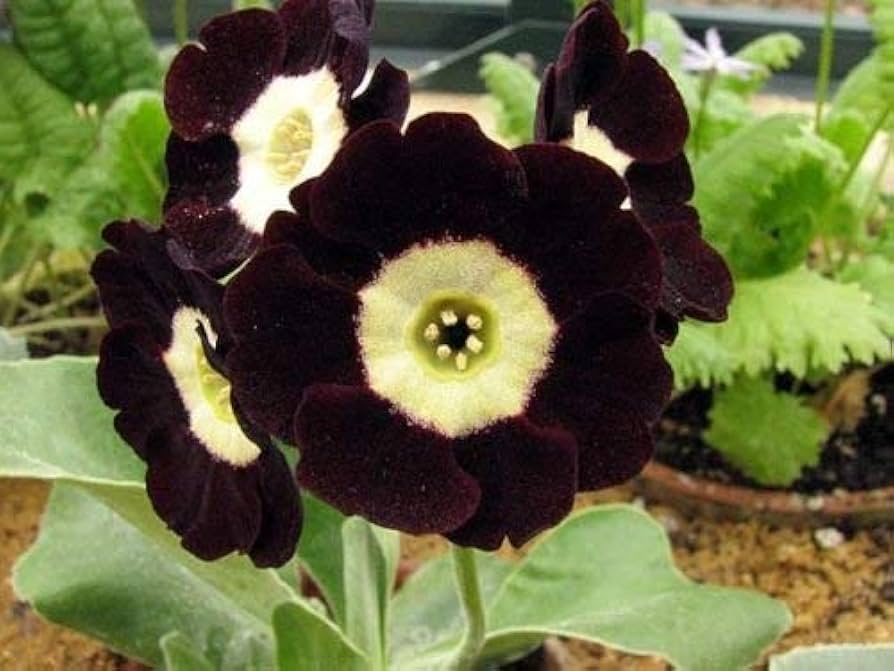 Black Primula flower seeds