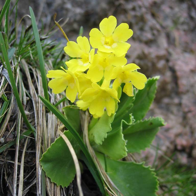 Auricula Primula plant