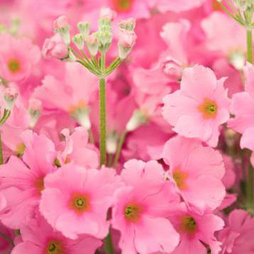 Pink Primula plant
