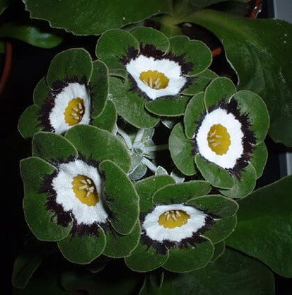 Black Green Primula plant