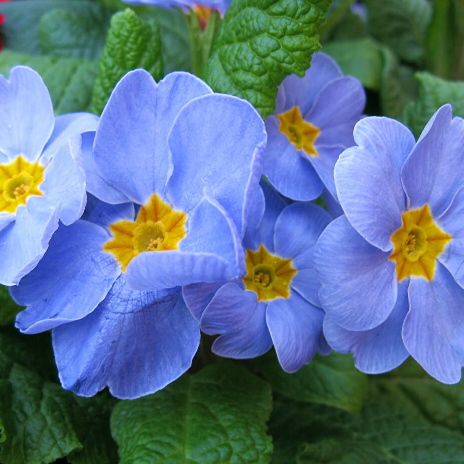 Blue Primula plant