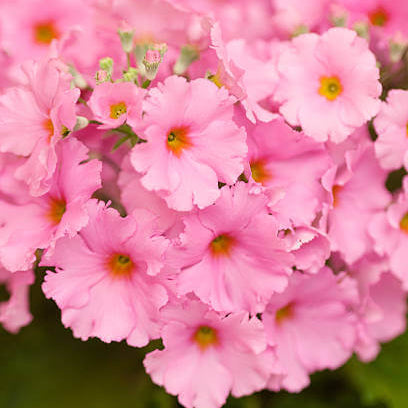 Pink Primula plant