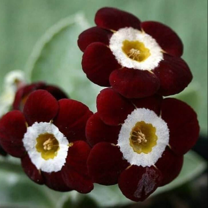 Primula plant