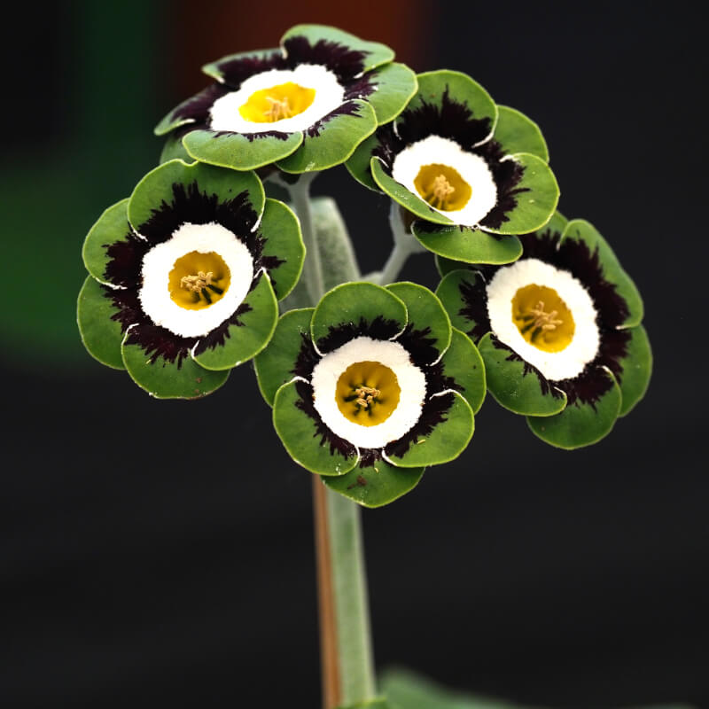 Black Green Primula plant