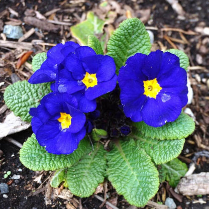 Blue Yellow Primula plant