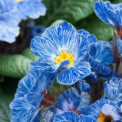 Blue Zebra Primula plant