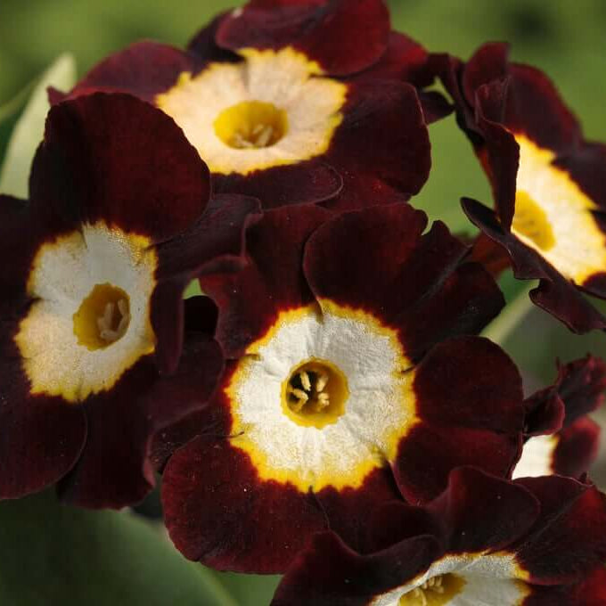 Brown Auricula Primula plant