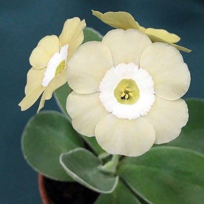 Cream Primula plant