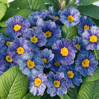 Blue Zebra Primula plant