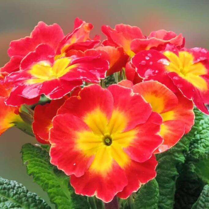 Red Yellow Primula plant
