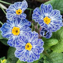 Light Blue Primula plant