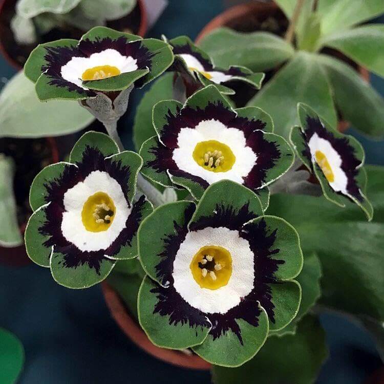 Black Green Primula plant