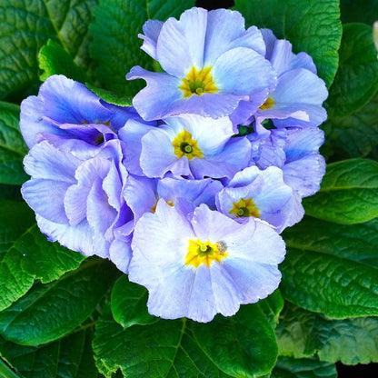 Blue Primula plant