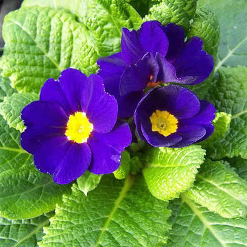 Blue Yellow Primula plant