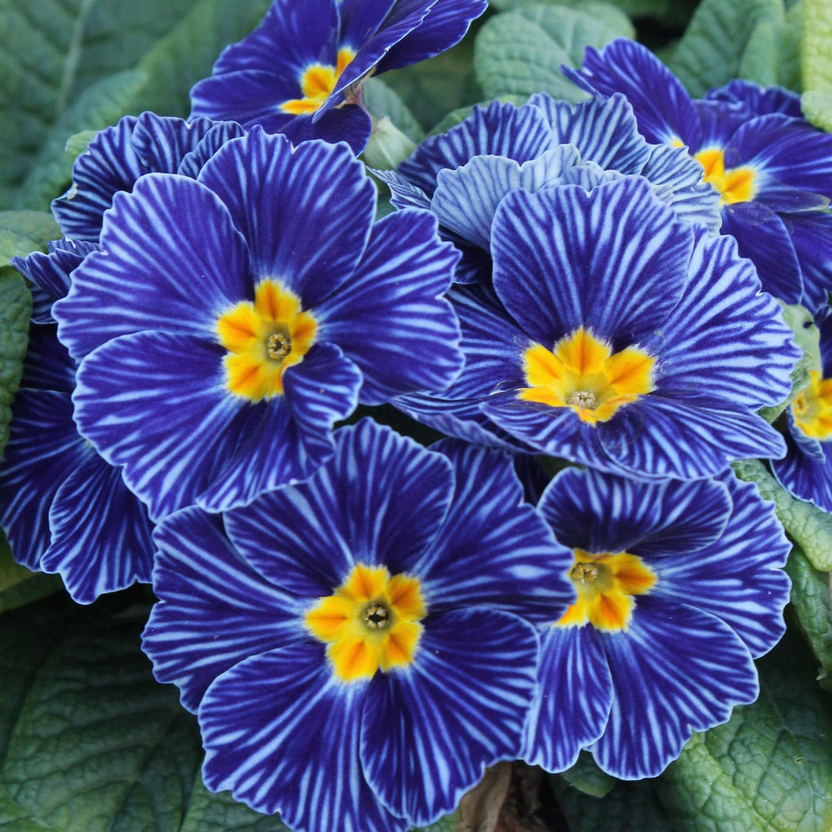 Blue Zebra Primula plant