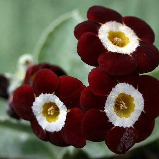 Brown Auricula Primula plant