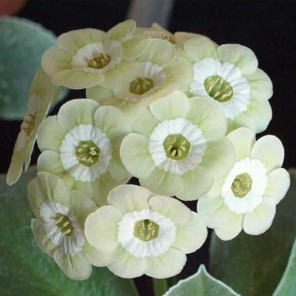 Cream Primula plant